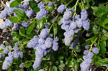 Ceaothus 'Yankee Point'
