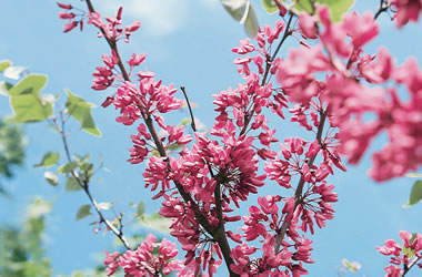 Cercis Judas Tree