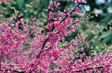 Eastern Redbud