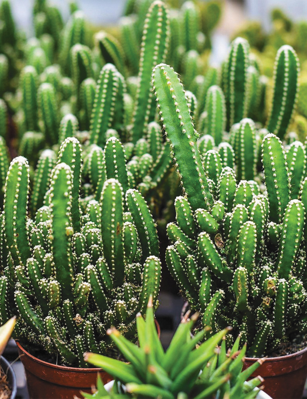 Fairy Castle Cactus