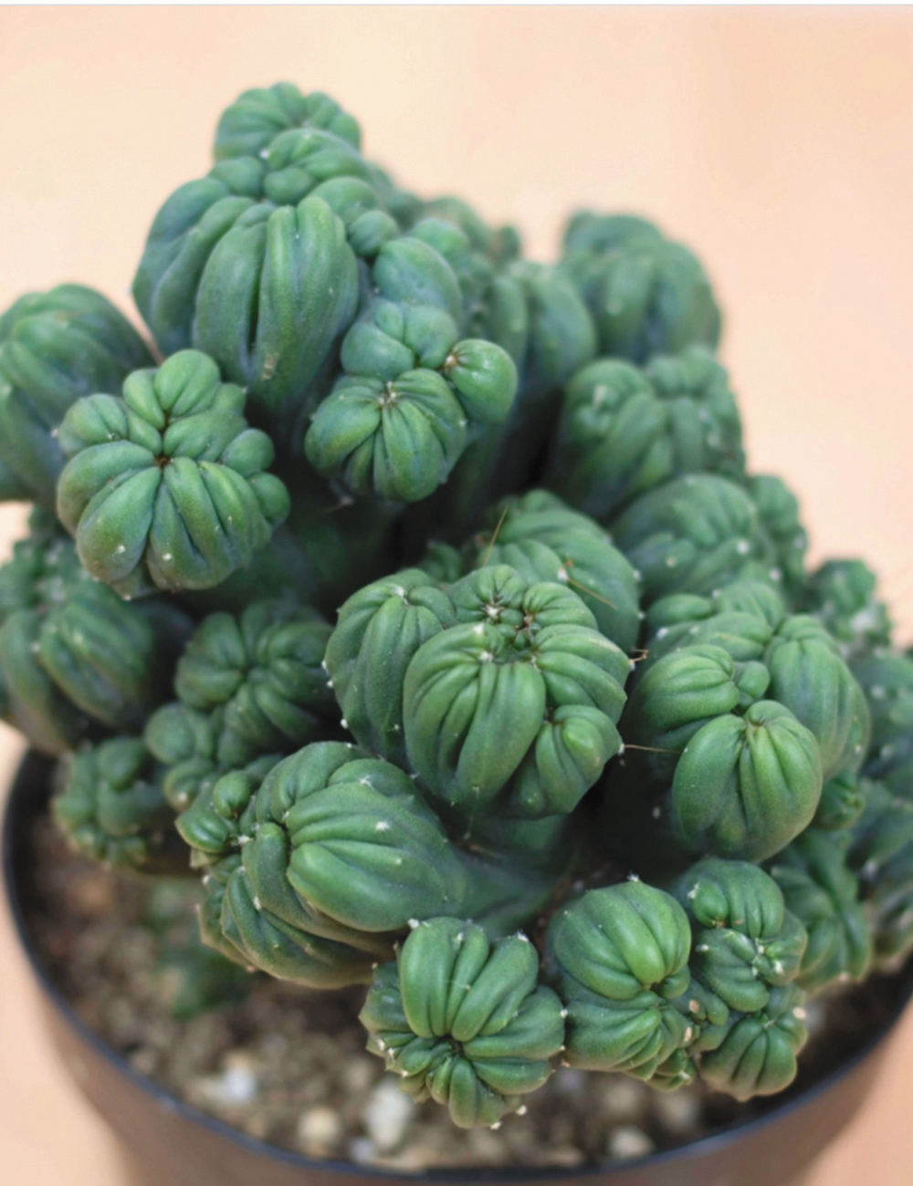 Cereus 'Ming Thing'