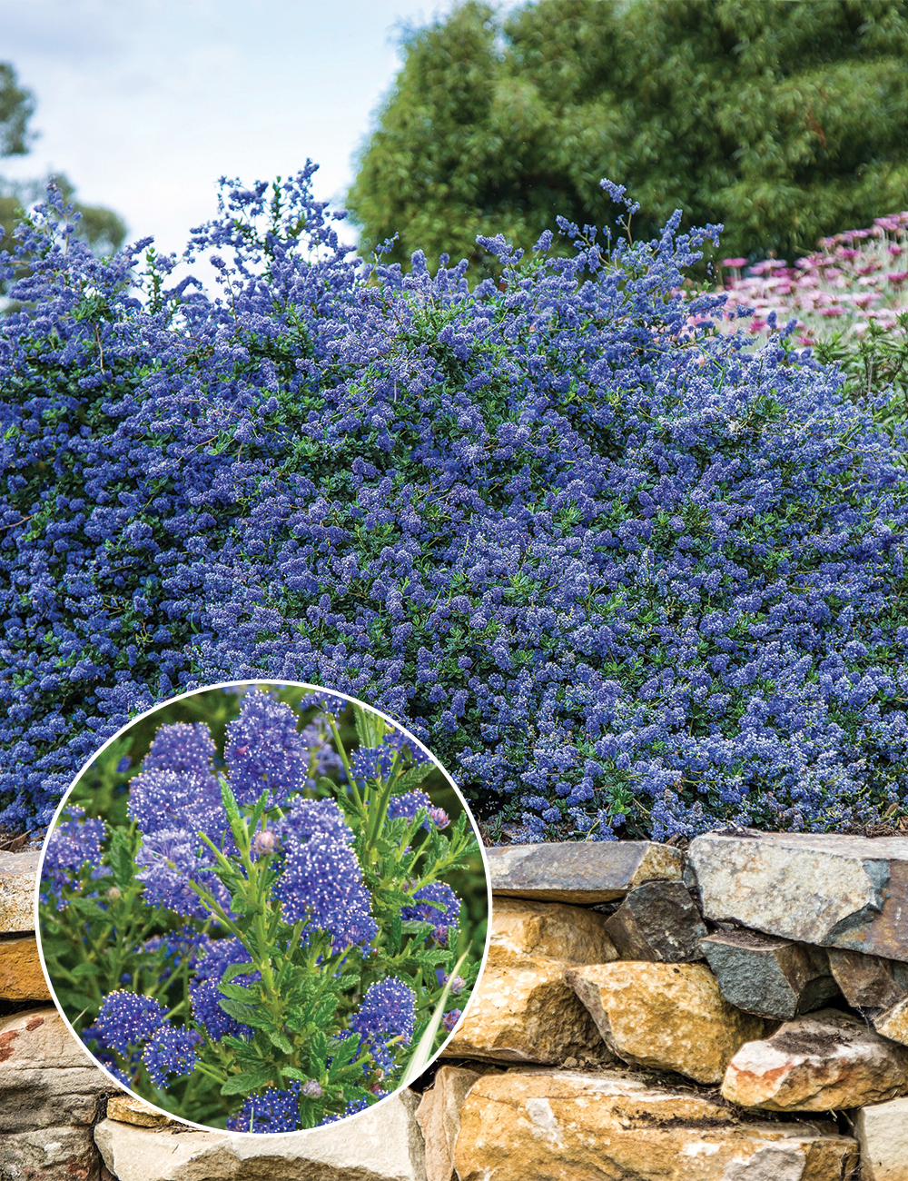 Ceanothus 'Pacific Wave'