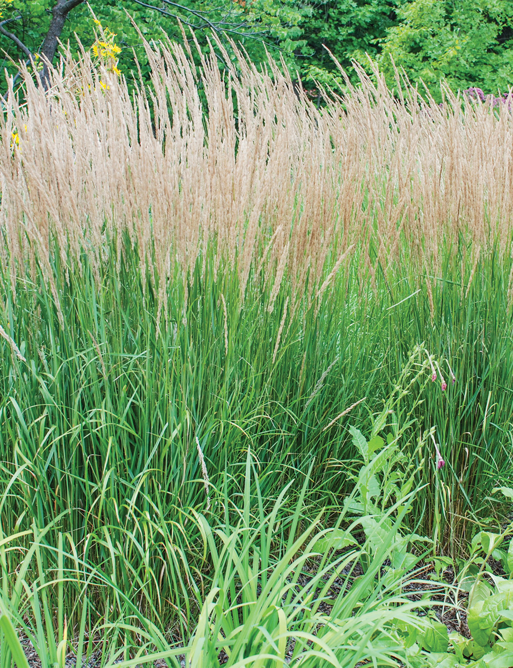 Calamagrostis 'Karl Foerster'