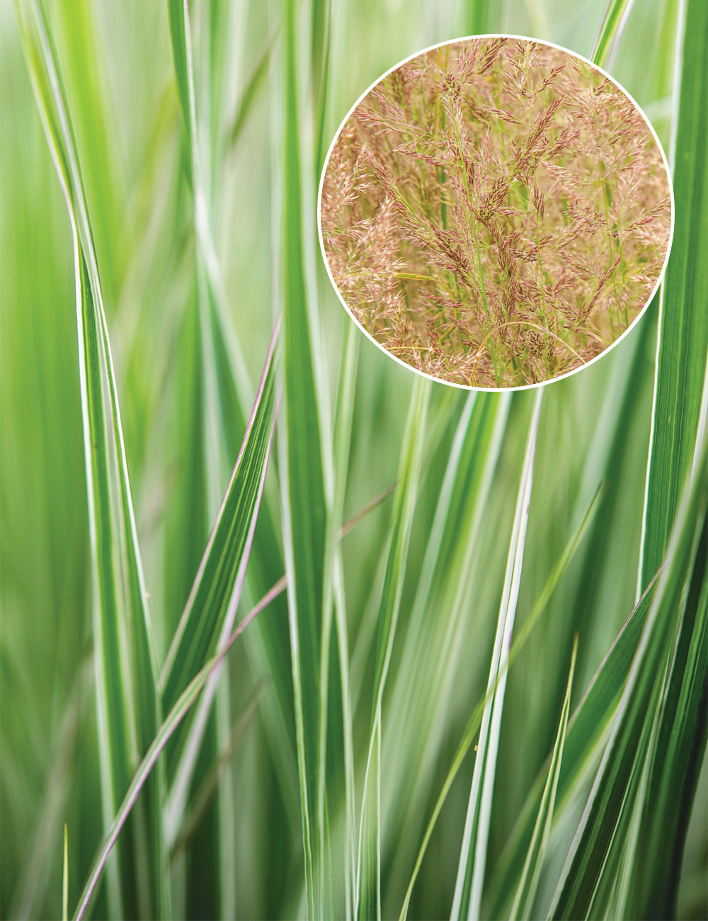 Calamagrostis 'Overdam'