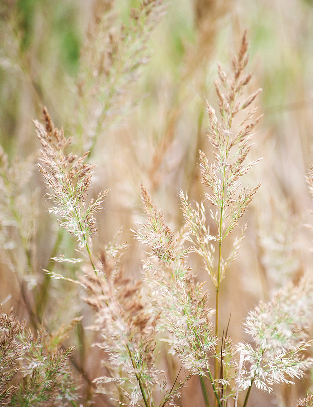 Calamagrostis Foxtail Grass