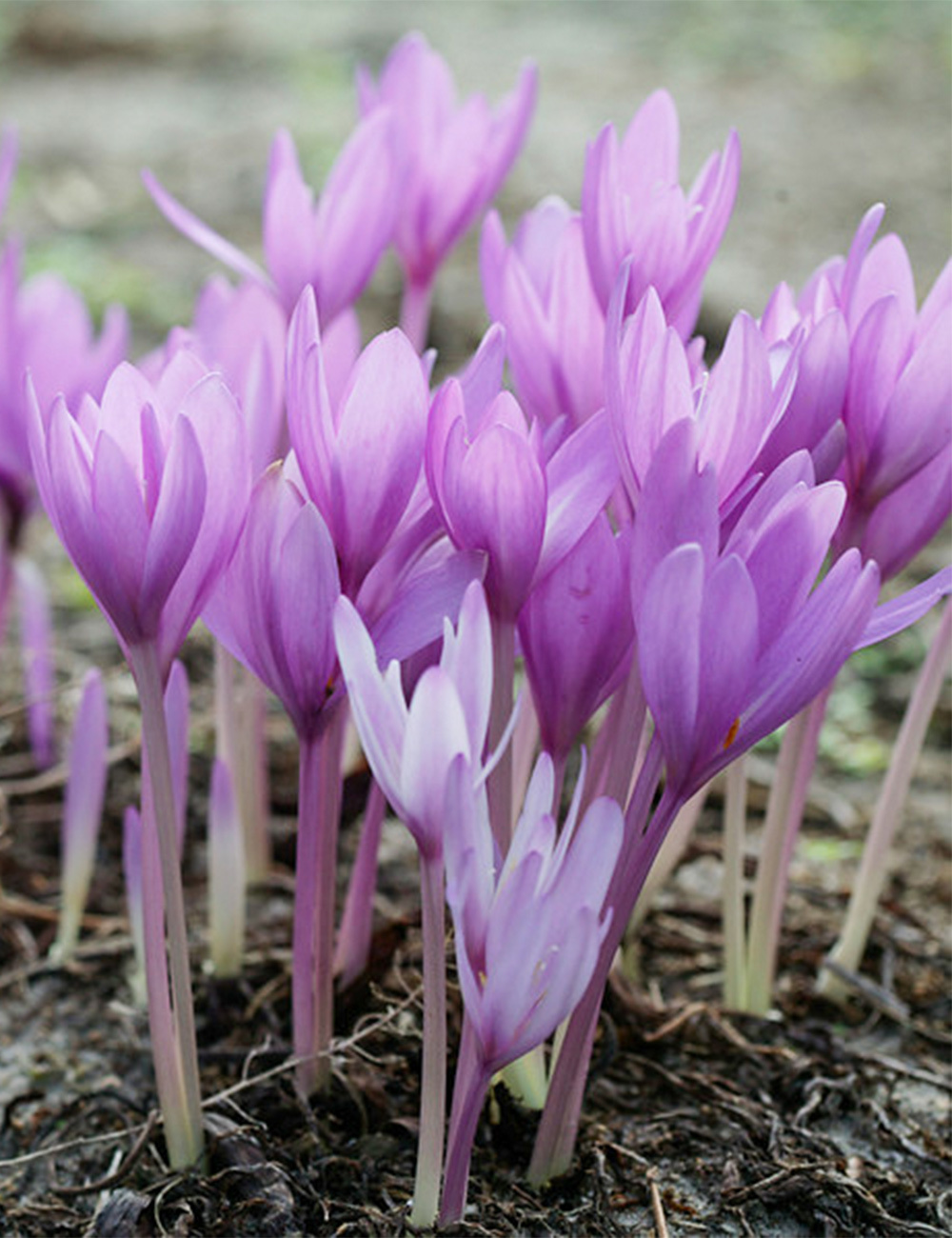 Autumn Crocus 'Major'