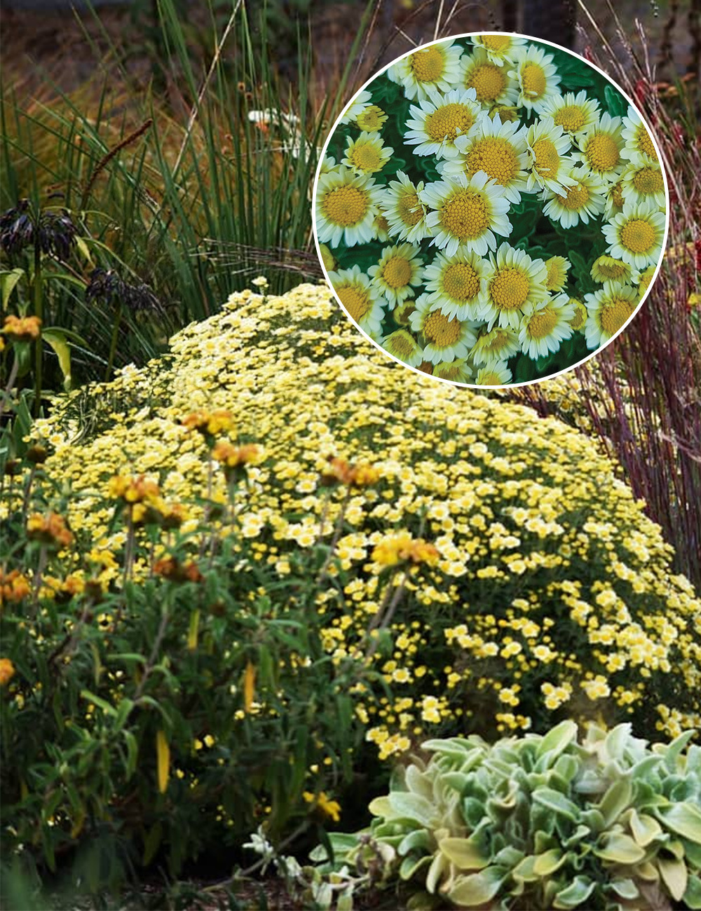 Chrysanthenum 'Snow Dome'