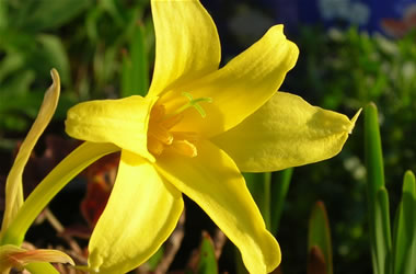 Fairy Lily