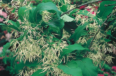 White Fringetree