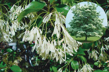 (33A) Chinese Fringe Tree