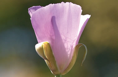 (42C) Calochortus 'Cupido'