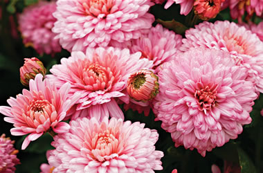 Chrysanthemum Little Bob