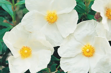 Cistus Rock Rose Snow White