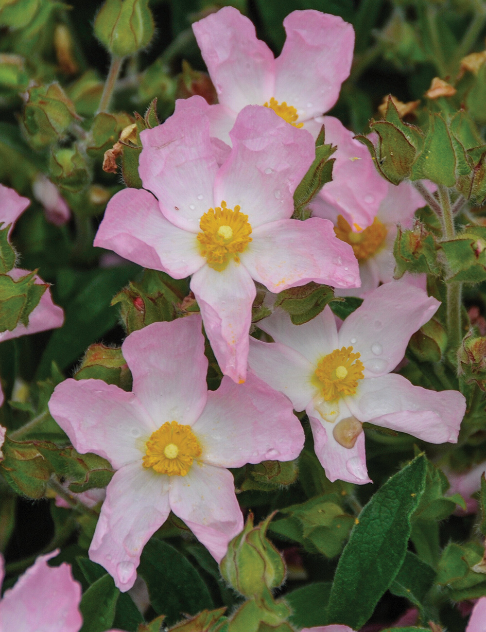 Rock Rose 'Grayswood Pink'