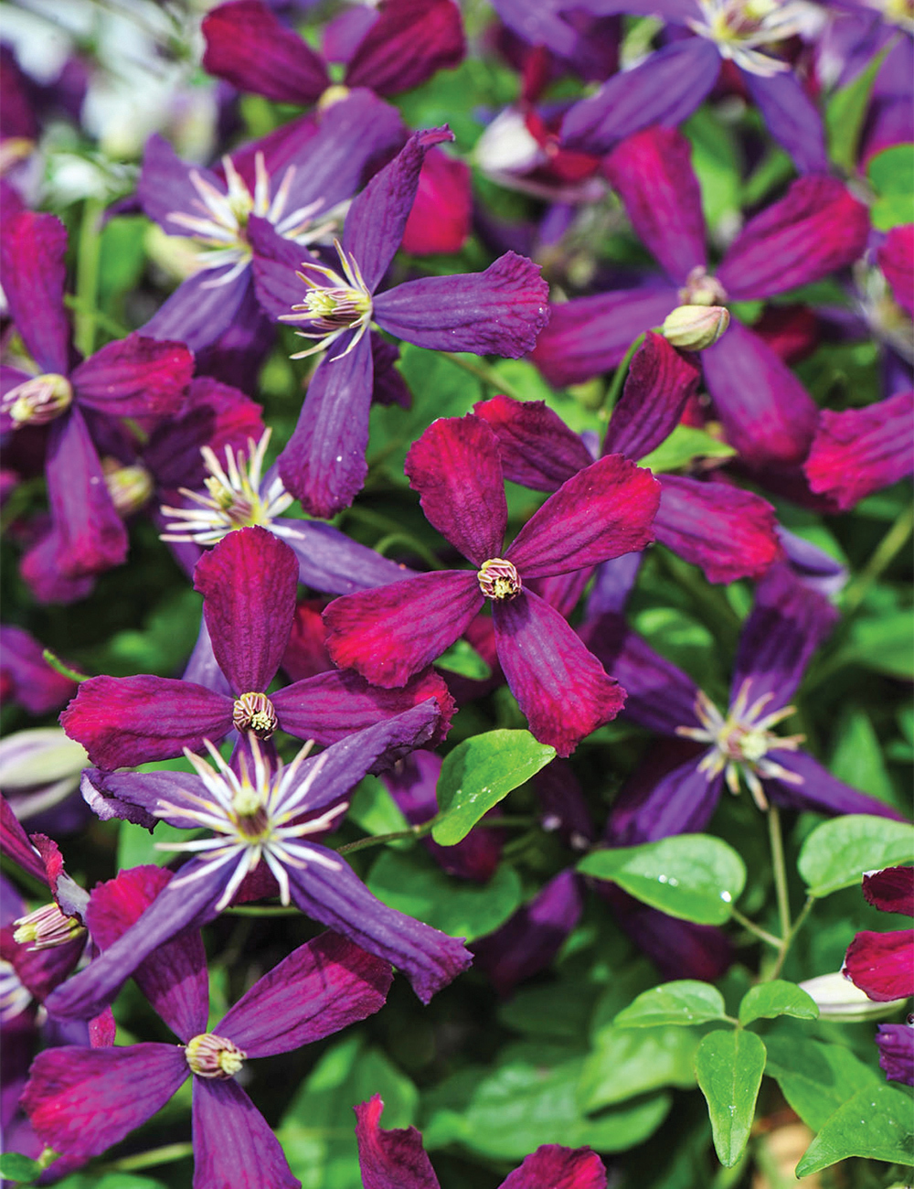 Clematis 'Sweet Summer Love'