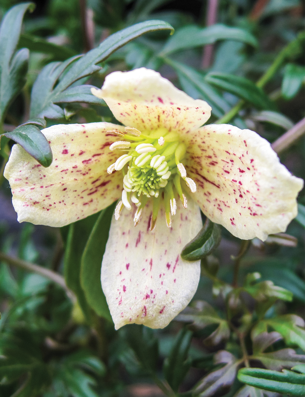 Evergreen Clematis 'Balearica'