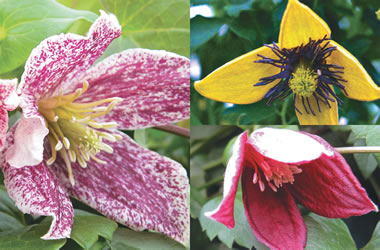 Clematis Collection