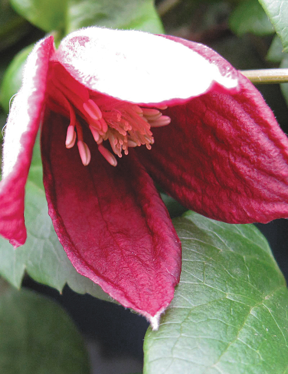 Clematis 'Lansdowne Gem'