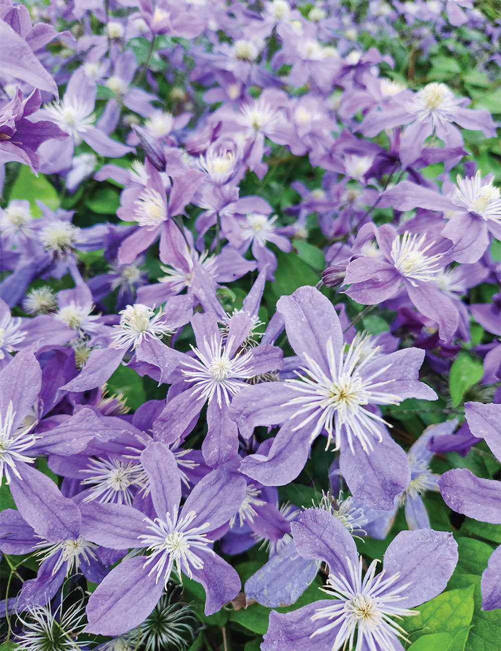 Species Clematis 'Arabella'