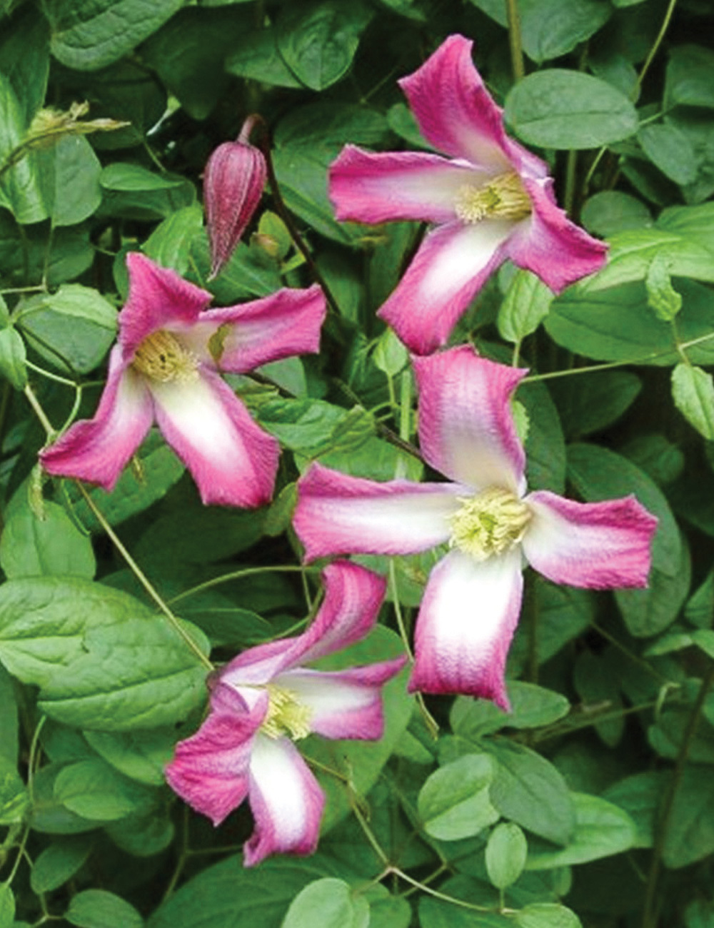 Species Clematis 'Odoriba'