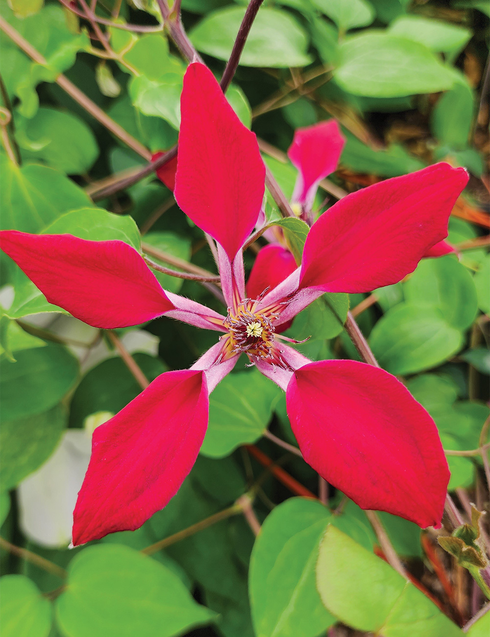 Species Clematis 'Sir Trevor Lawrence'