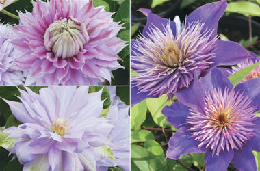 Clematis Jackmanii Hybrids Double Collection