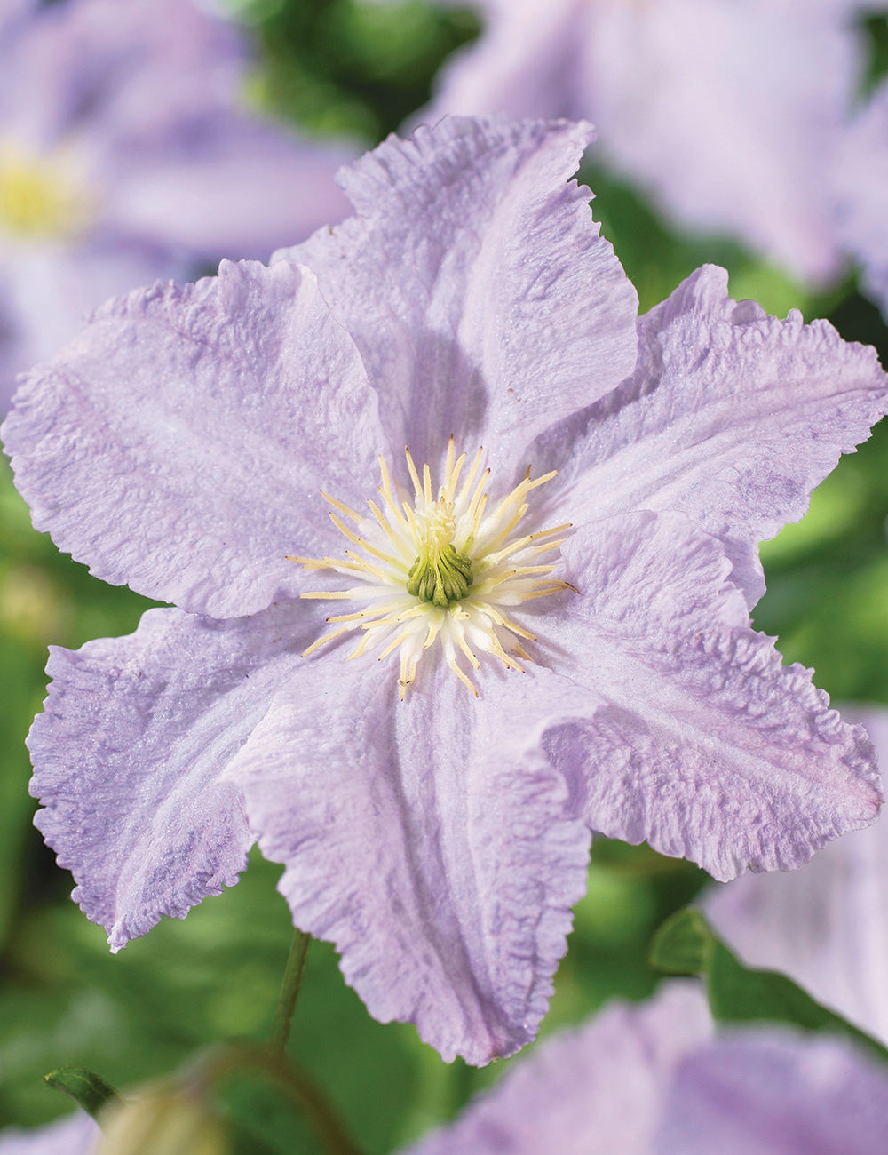 Viticella Clematis 'Blue Angel'