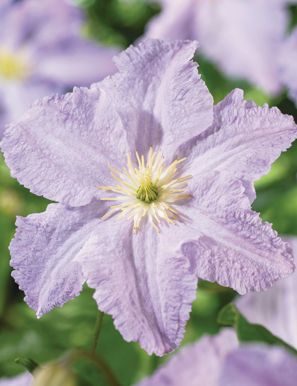 clematis