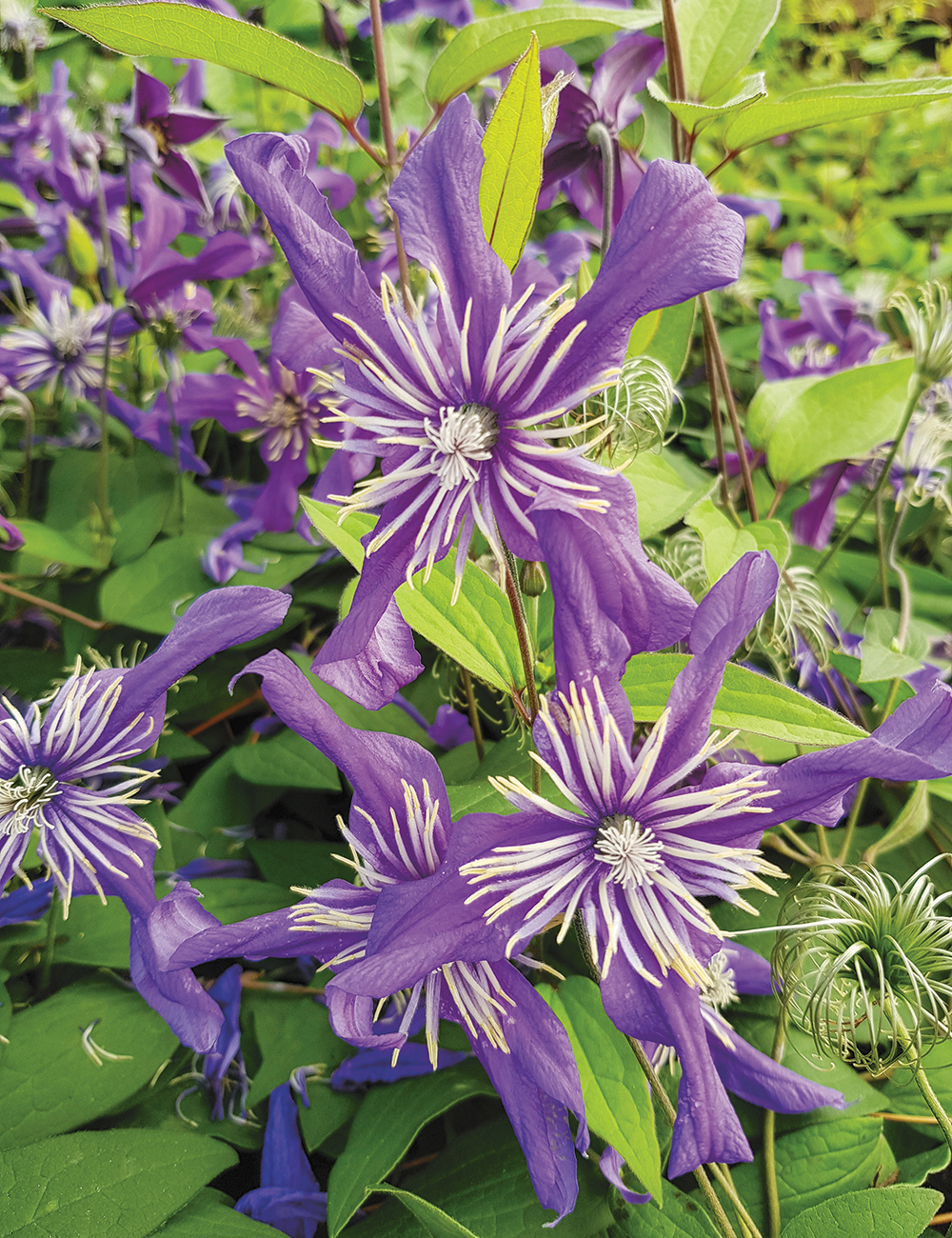 Clematis Petit Faucon Evisix