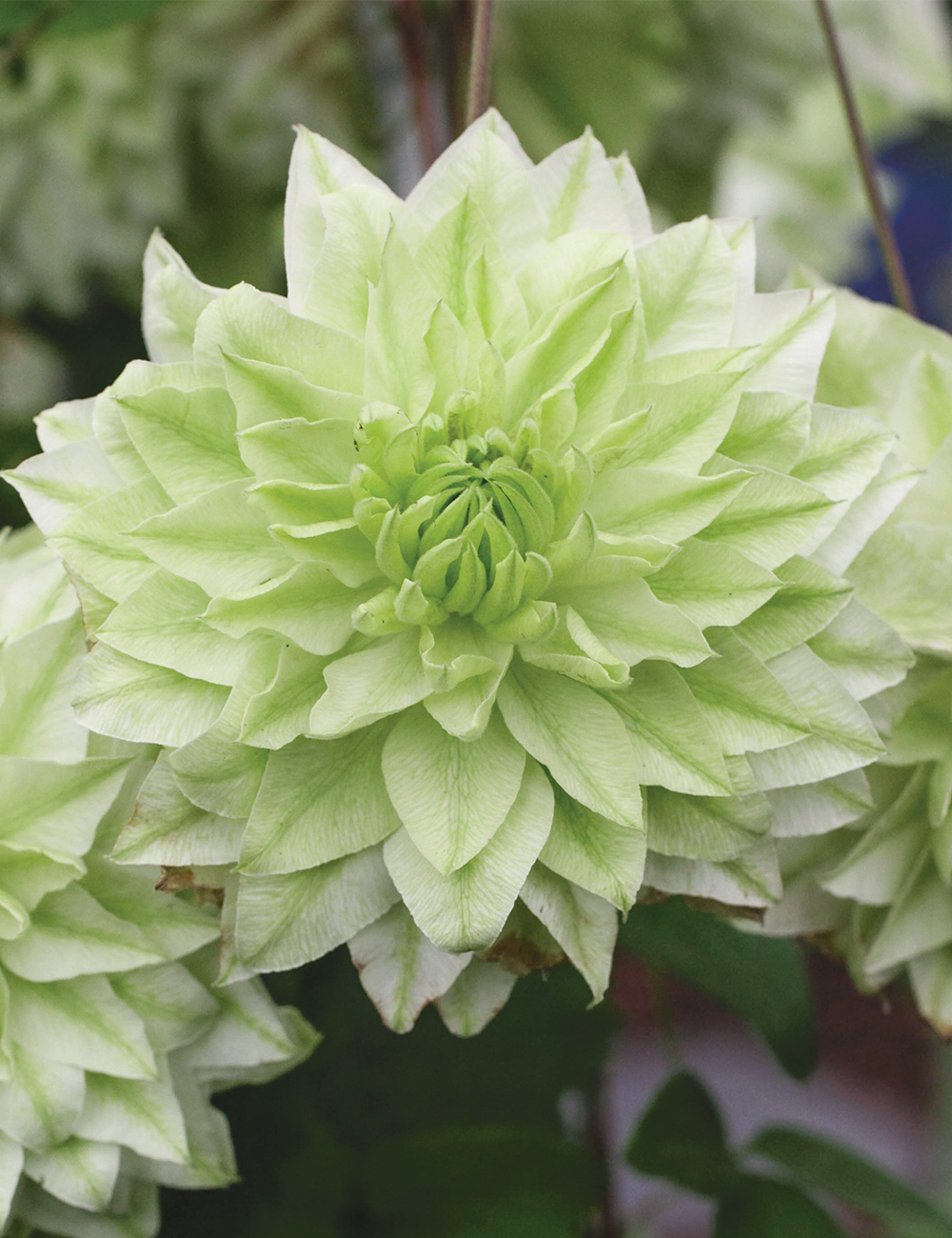 Clematis 'Plena'