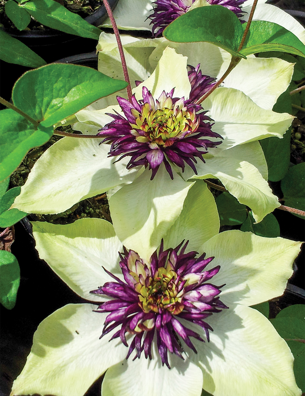 Clematis Sieboldii