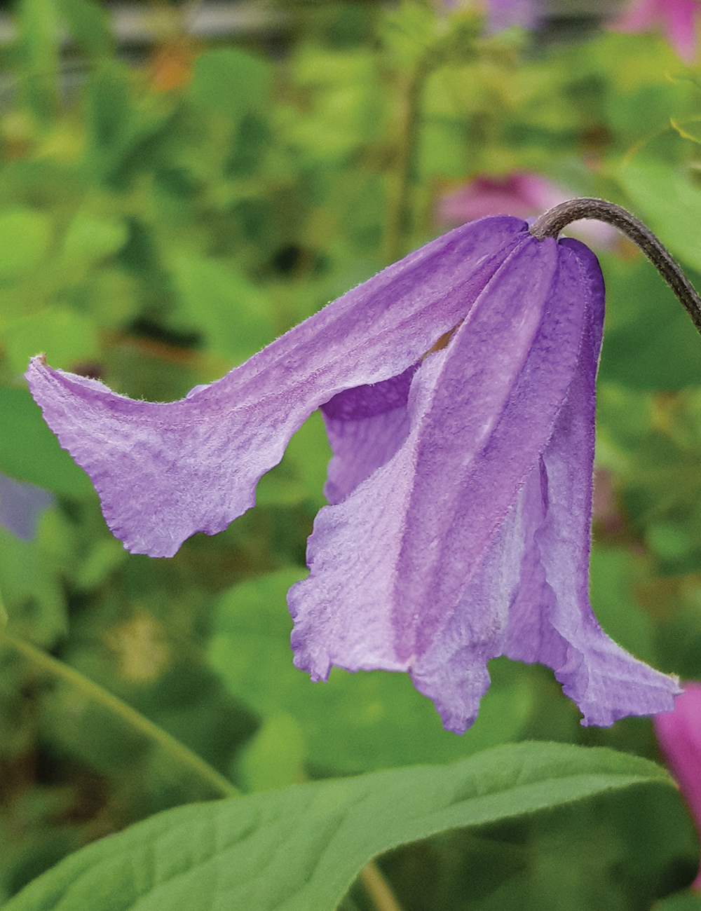 Clematis Blue Boy