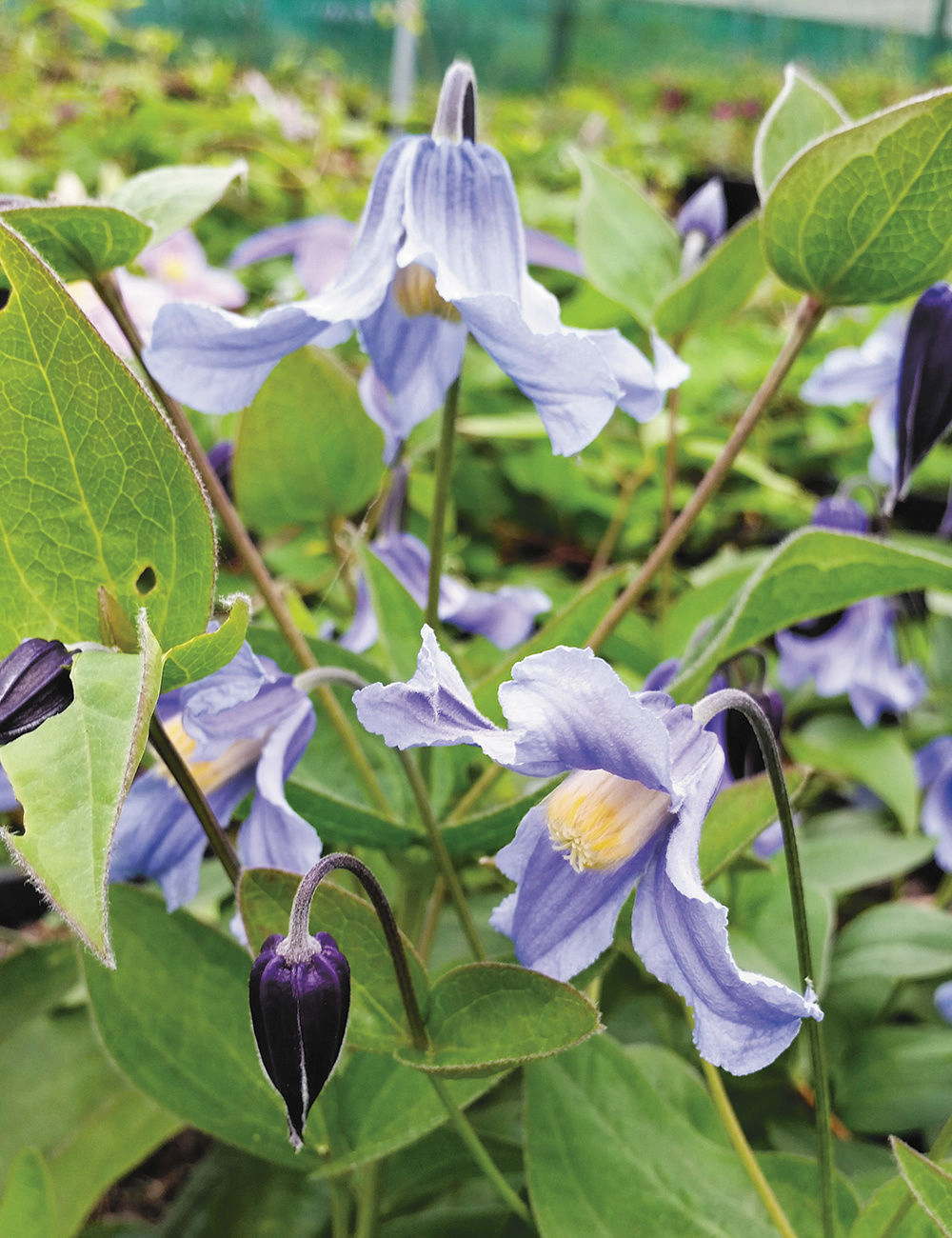 Clematis Bush Clematis