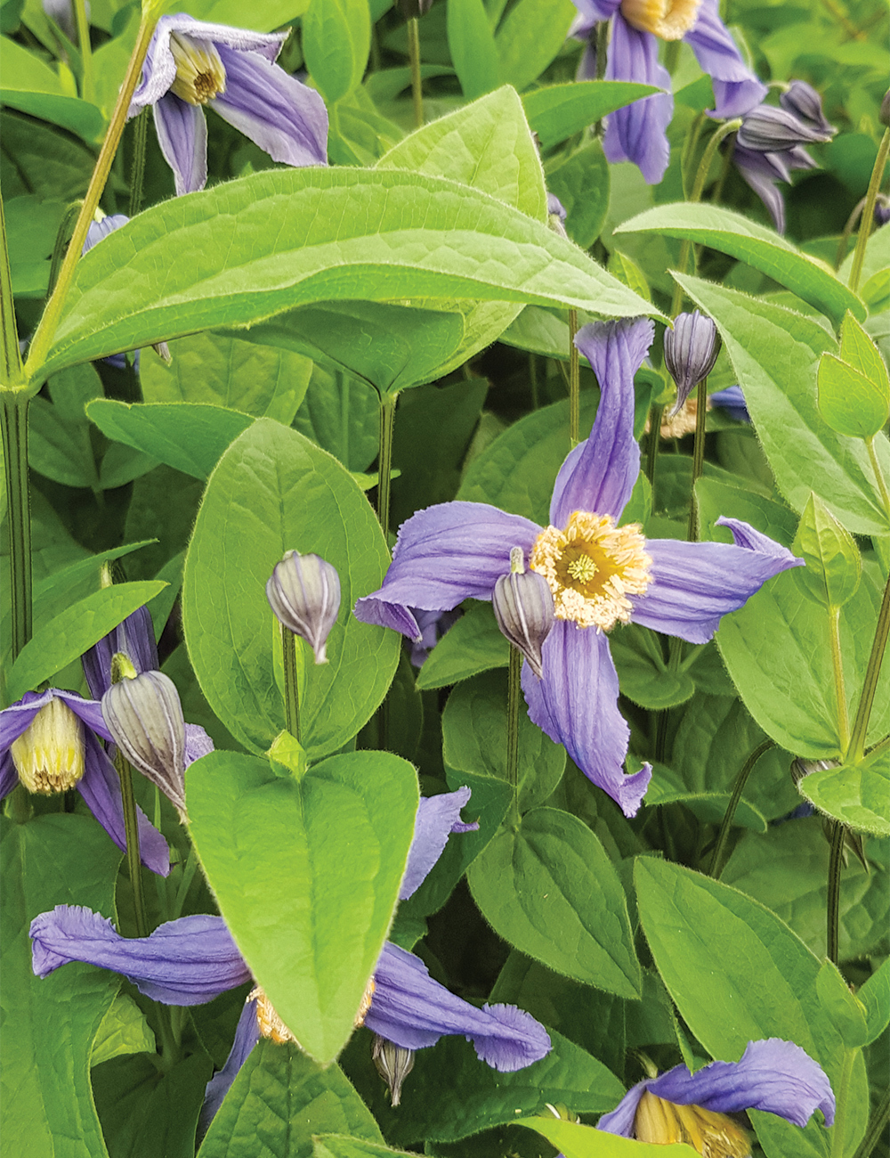 Clematis Olgea