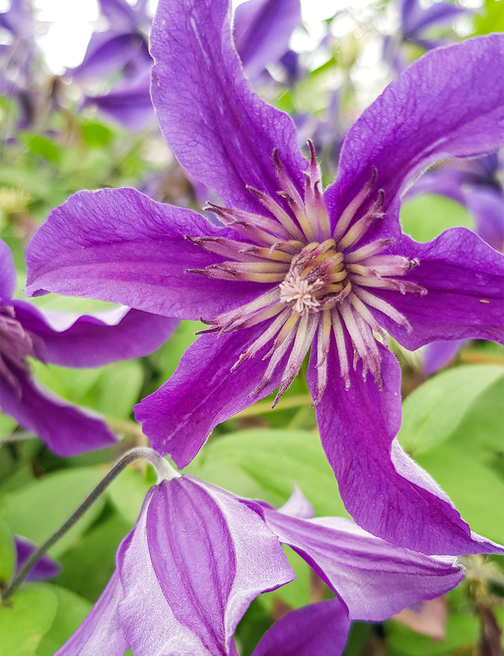 Clematis Saphyra Indigo