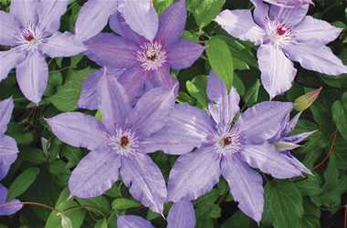 Clematis Jackmanii Hybrids Alice Fisk
