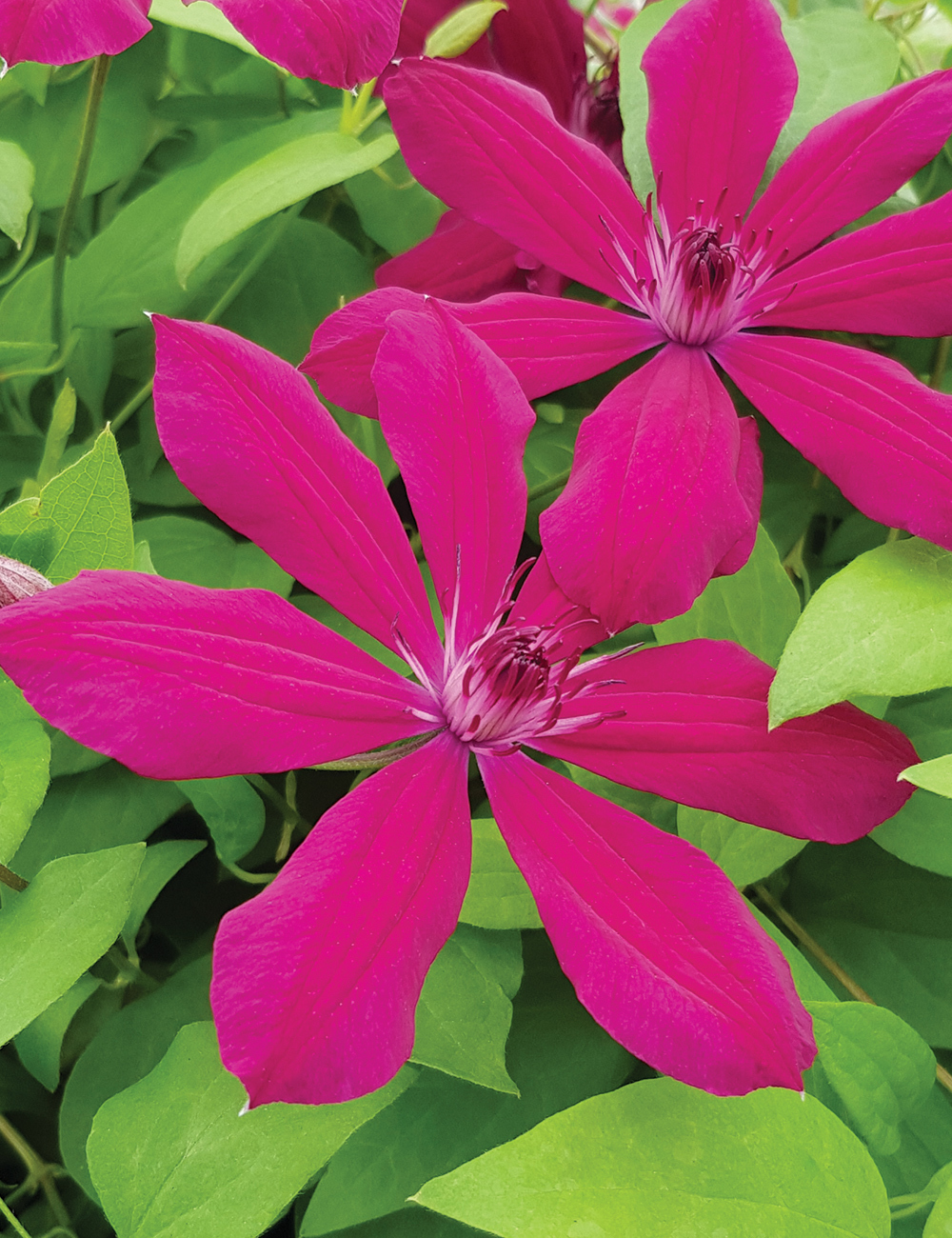 Clematis Hybrid Allanah