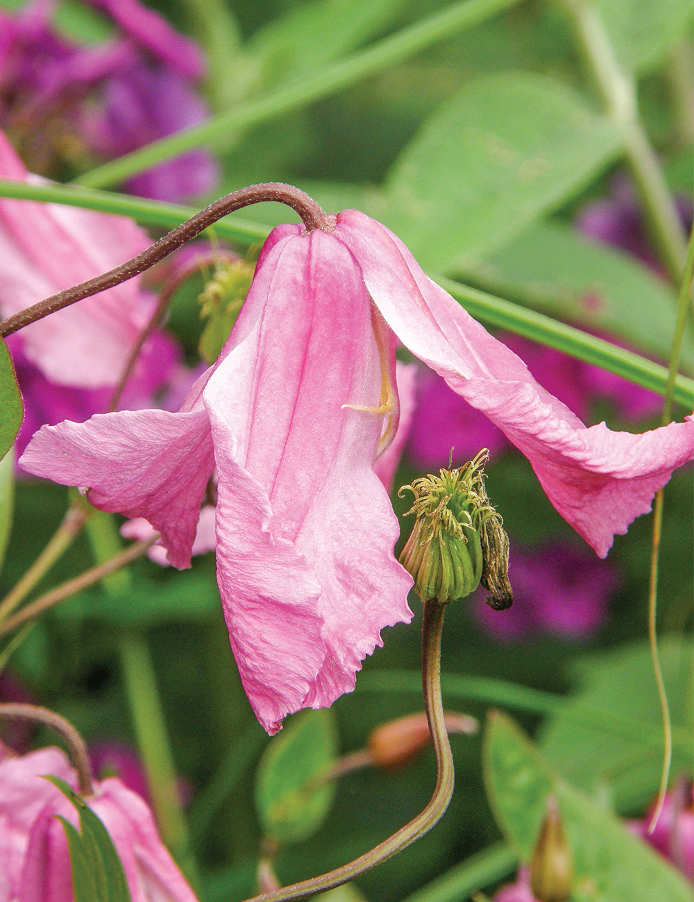 Clematis 'Alionushka'