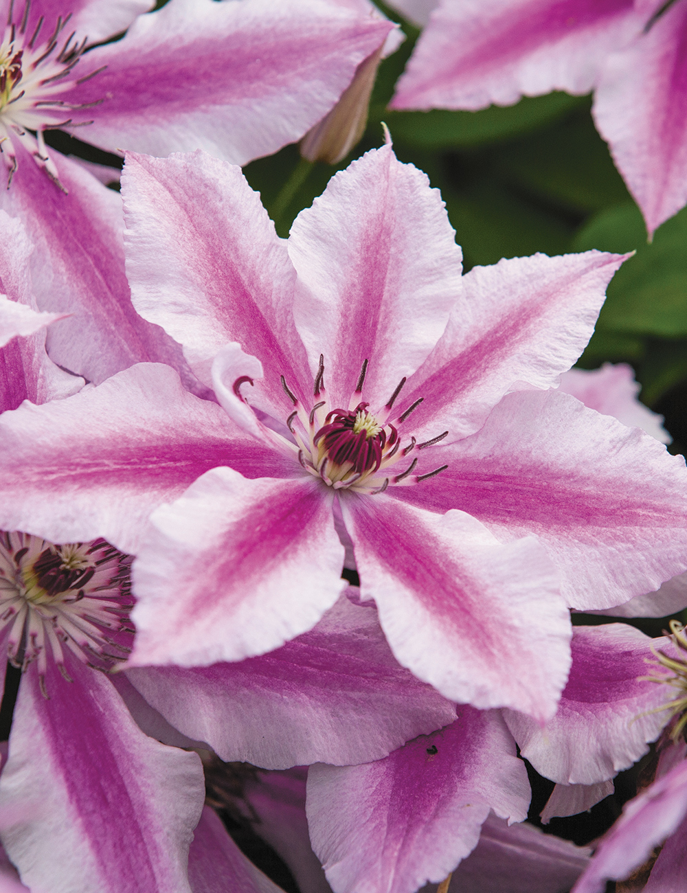 Clematis Jackmanii Hybrids Andromeda