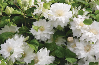 Clematis Jackmanii Hybrid Arctic Queen