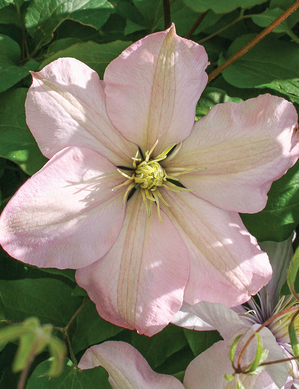 Clematis Jackmanii Hybrid 'Ai Nor'