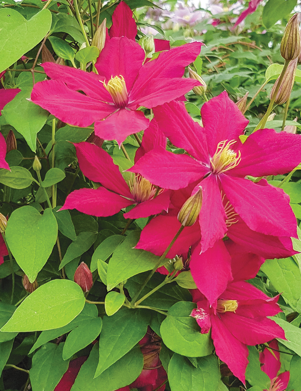 Viticella Clematis 'Alita' (Evipo070)