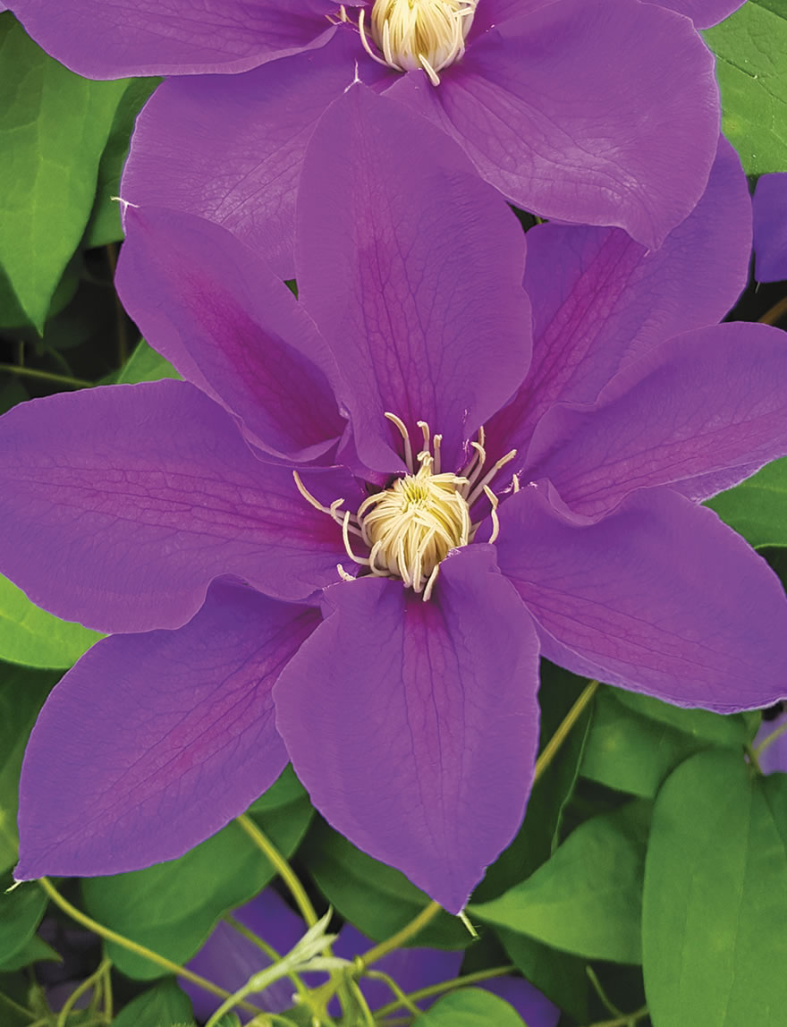 Clematis Jackmanii Hybrids Aumann