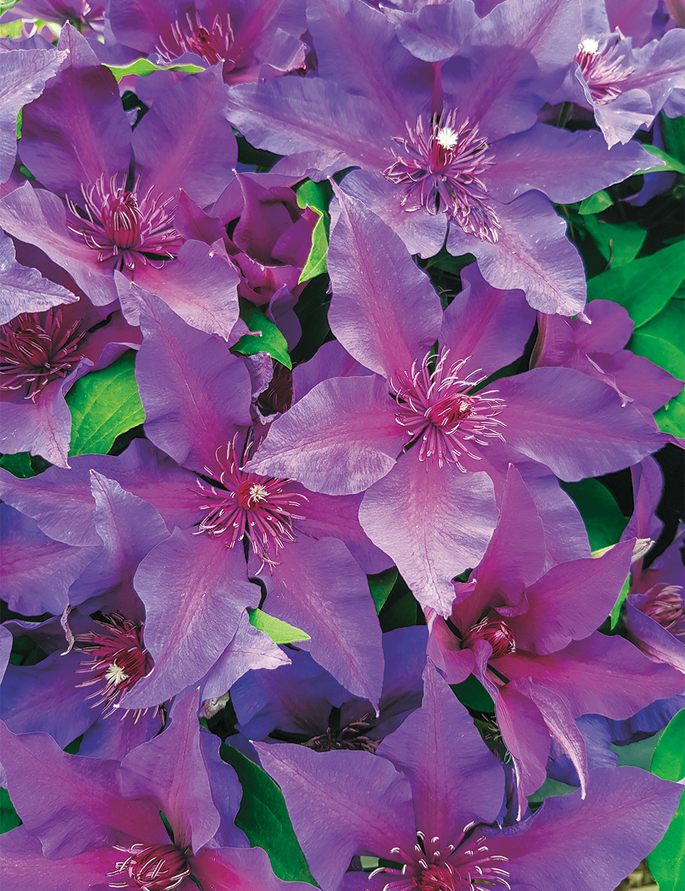 Clematis Jackmanii Hybrid Fleuri TM