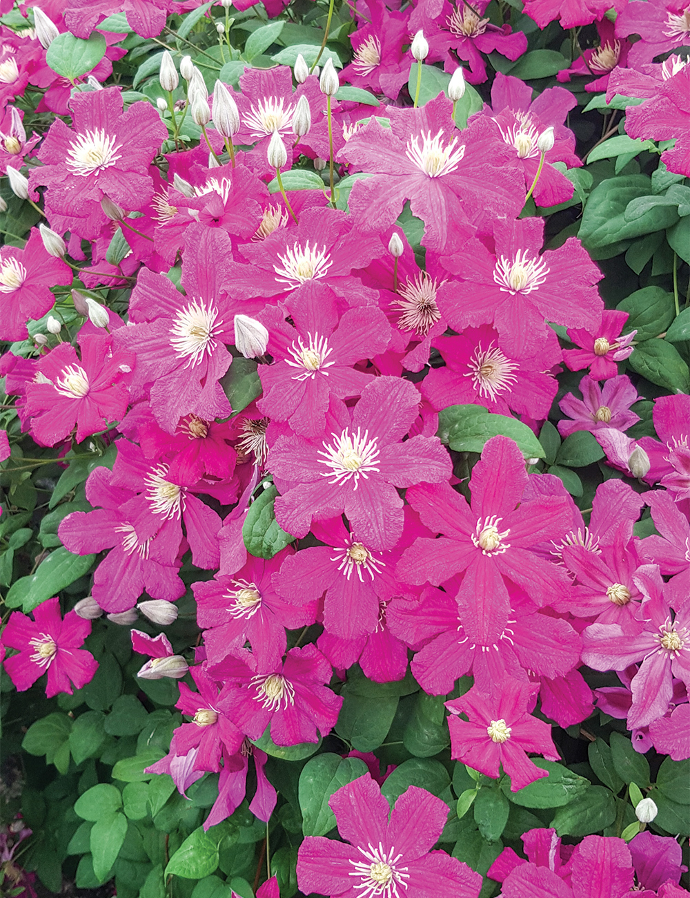 Clematis Hybrid Barbarra Harrington