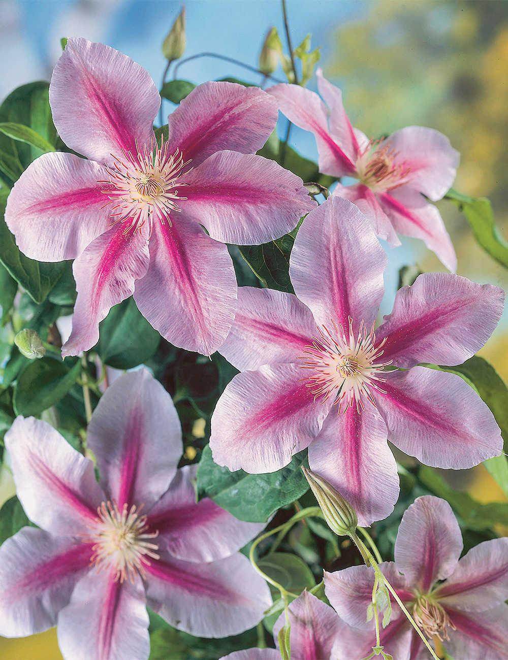 Clematis Jackmanii Hybrid 'Bees' Jubilee'
