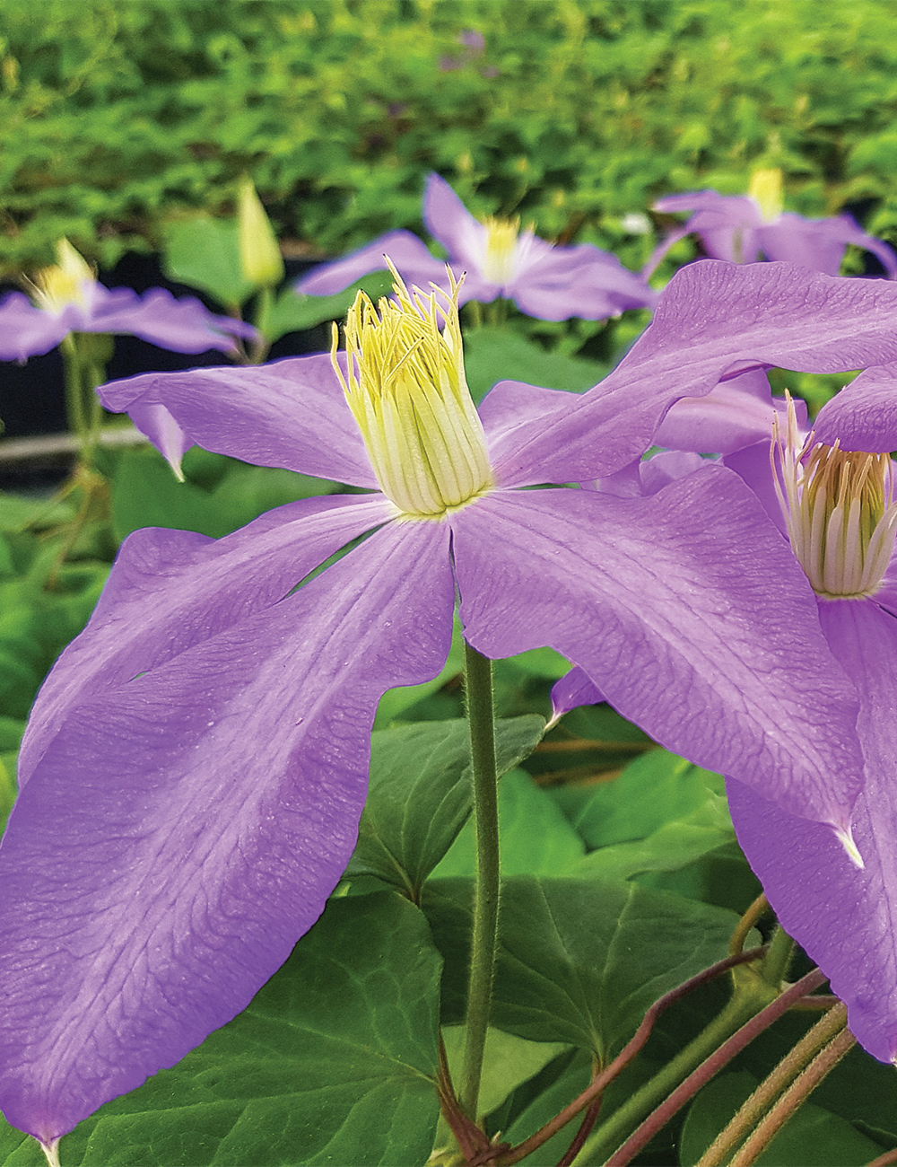 Clematis Jackmanii Hybrid 'Belle Nantaise'