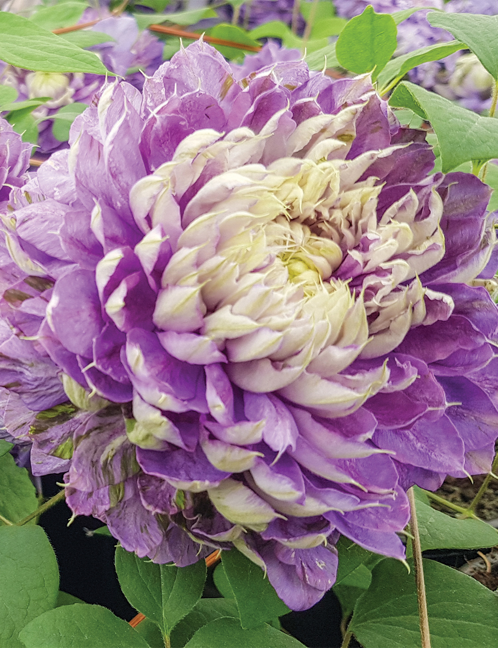 Clematis Jackmanii Hybrid 'Belle of Taranaki'