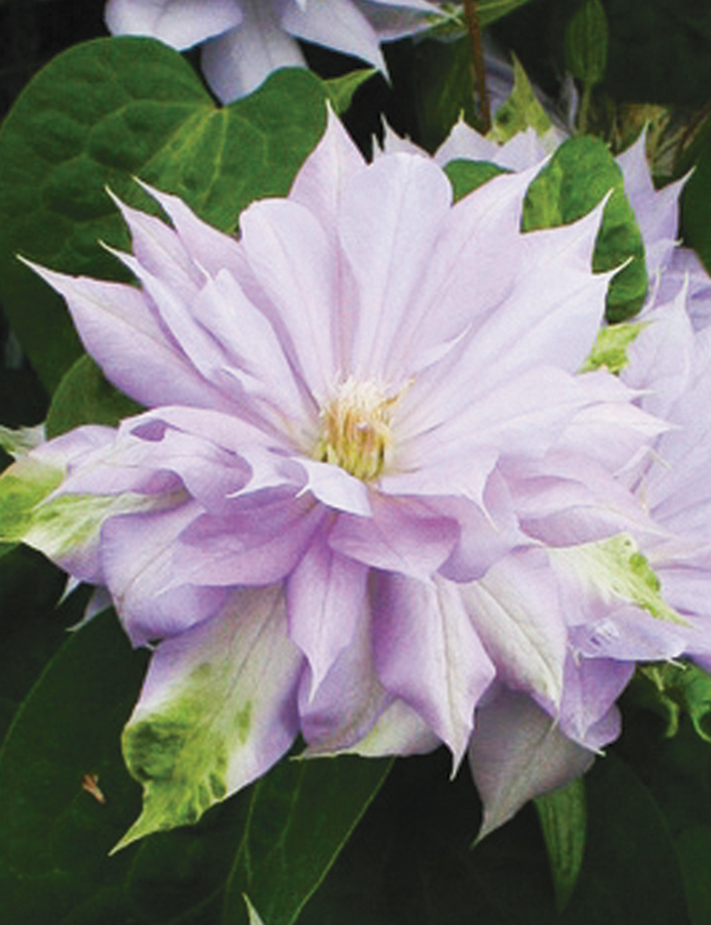 Clematis Jackmani Hybrid 'Belle of Woking'