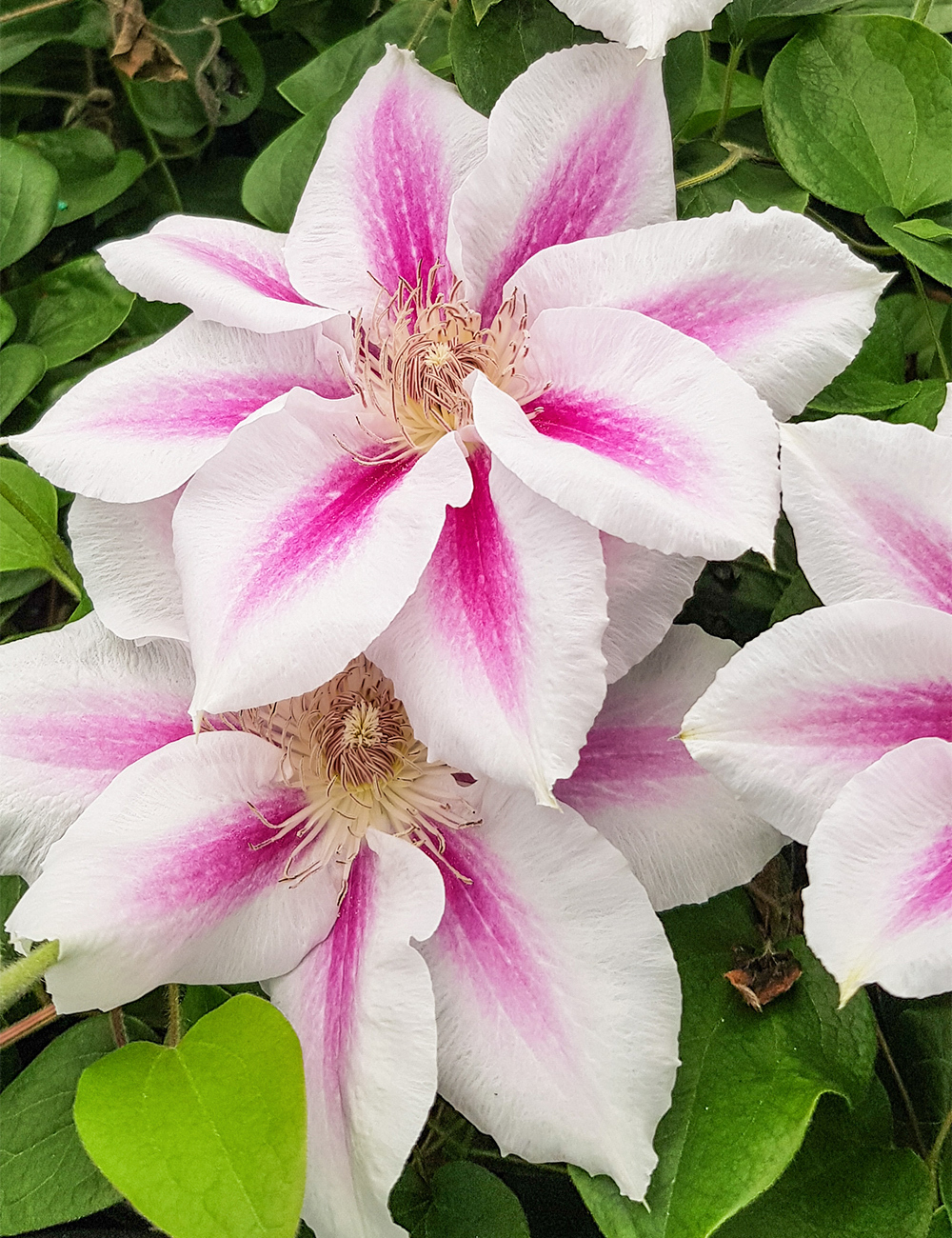 Clematis Jackmanii Hybrid 'Vancouver Cotton Candy'